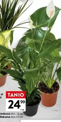 Skrzydłokwiat roślina doniczkowa don. 13cm