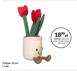Empik Tulipan oferta