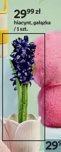 Empik Hiacynt gałązka oferta