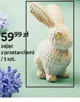 Empik Zając oferta