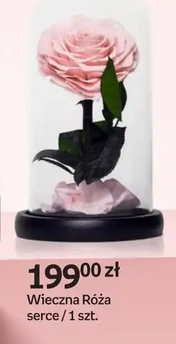 Empik Wieczna Róża oferta