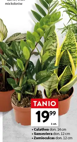Intermarche Zamioculcas oferta
