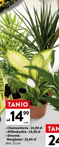 Intermarche Dracena marginata oferta