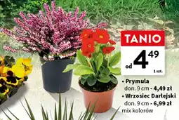 Intermarche Wrzosiec don. 9 cm oferta