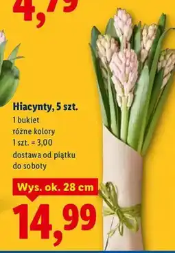 Lidl Hiacynty, 5 szt oferta