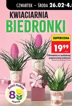 Biedronka Tillandsia w ozdobnej papierowej osłonce, różne kolory oferta