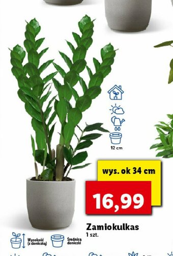 Lidl Zamiokulkas 1 SZT oferta