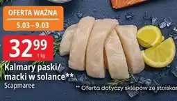 E.Leclerc Kalmary paski/macki w solance Scapmaree oferta