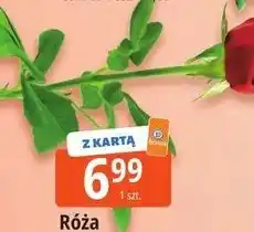 E.Leclerc Róża 50 cm oferta