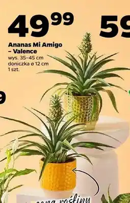 Netto Ananas Mi Amigo - Valence oferta