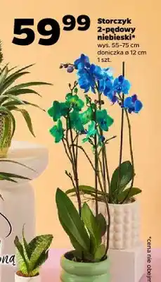 Netto Storczyk 2-pędowy niebieski oferta