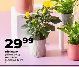 Netto Hibiskus różne kolory oferta