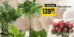 Polomarket Rośliny zielone mix oferta