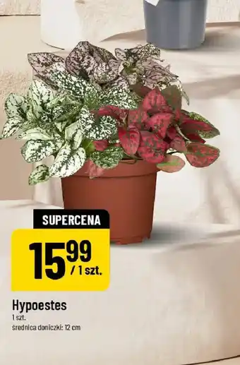 Polomarket Hypoestes oferta