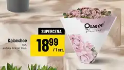 Polomarket Kalanchoe oferta