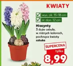 Kaufland Hiacynty 3 duże cebule, w różnych kolorach, pachnące kwiaty oferta