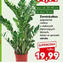 Kaufland Zamiokulkas popularna roślina o zielonych błyszczących liściach, łatwa w uprawie oferta
