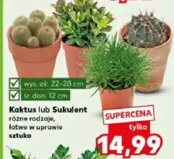 Kaufland Kaktus lub sukulent różne rodzaje, łatwe w uprawie oferta