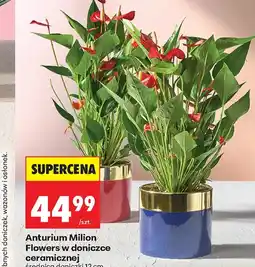 Biedronka Roślina doniczkowa oferta