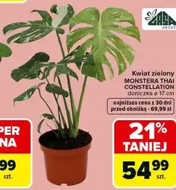 Carrefour Kwiat zielony MONSTERA THAI CONSTELLATION doniczka ø 17 cm oferta