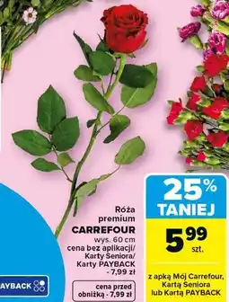 Carrefour Róża premium Carrefour wys. 60 cm oferta