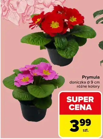 Prymula doniczka Ø 9 cm różne kolory