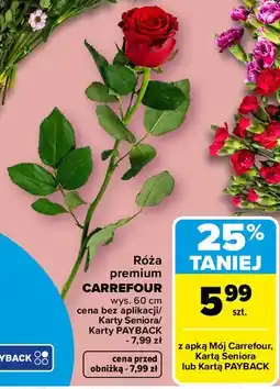Carrefour Market Róża premium Carrefour wys. 60 cm oferta