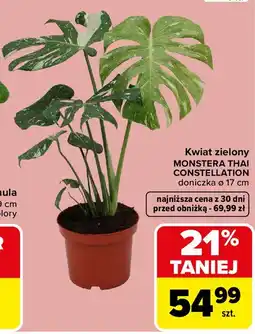 Carrefour Market Kwiat zielony MONSTERA THAI CONSTELLATION doniczka Ø 17 cm oferta