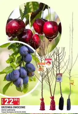 Merkury Market Drzewko owocowe różne odmiany oferta