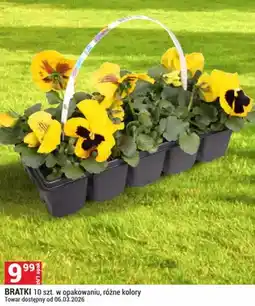 Merkury Market Bratki 10 szt. w opakowaniu, różne kolory oferta