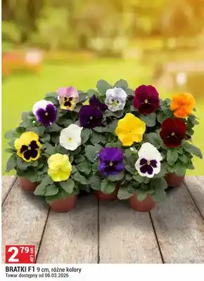 Bratki F1 9 cm, różne kolory