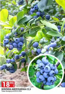 Merkury Market Borówka amerykańska C2,5 oferta