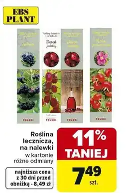 Carrefour Roślina lecznicza na nalewki różne odmiany oferta