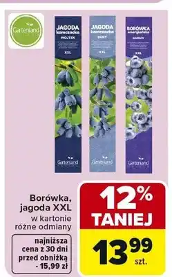 Carrefour Borówka, jagoda XXL w kartonie różne odmiany oferta