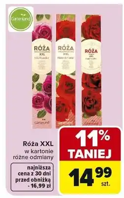 Carrefour Róża XXL w kartonie różne odmiany oferta