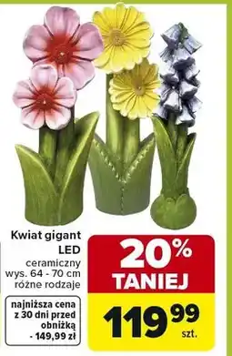 Carrefour Kwiat gigant LED ceramiczny różne rodzaje oferta