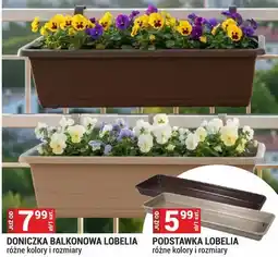 Merkury Market Doniczka balkonowa Lobelia różne kolory i rozmiary oferta