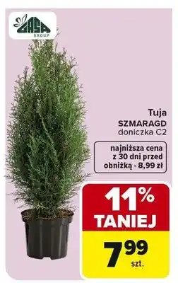 Carrefour Tuja SMARAGD doniczka C2 oferta