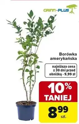Carrefour Borówka amerykańska oferta