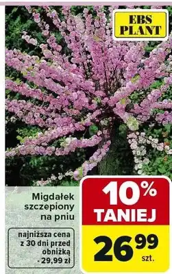 Carrefour Migdałek szczepiony na pniu oferta
