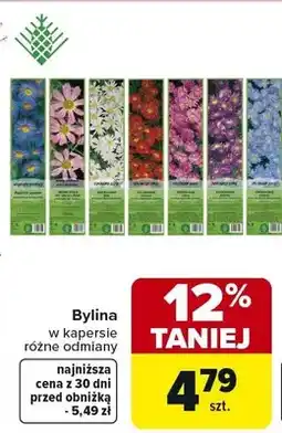 Carrefour Bylina w kapersie różne odmiany oferta