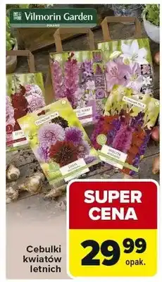 Carrefour Cebulki kwiatów letnich oferta