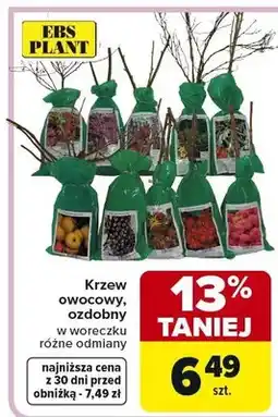 Carrefour Krzew owocowy, ozdobny w woreczku różne odmiany oferta