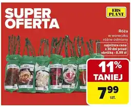 Carrefour Róża w woreczku różne odmiany oferta