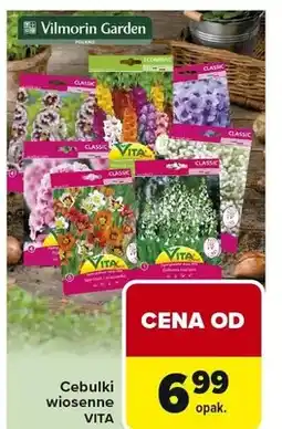 Carrefour Cebulki wiosenne oferta