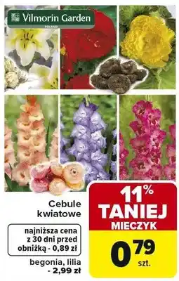 Carrefour Cebule kwiatowe mieszane oferta