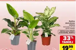 Carrefour Roślina doniczkowa zielona różne rodzaje oferta