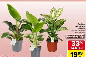 Roślina doniczkowa zielona różne rodzaje