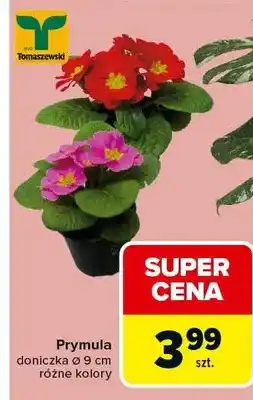 Carrefour Prymula doniczkowa różne kolory oferta