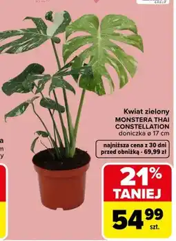 Carrefour Kwiat zielony Monstera Thai Constellation oferta